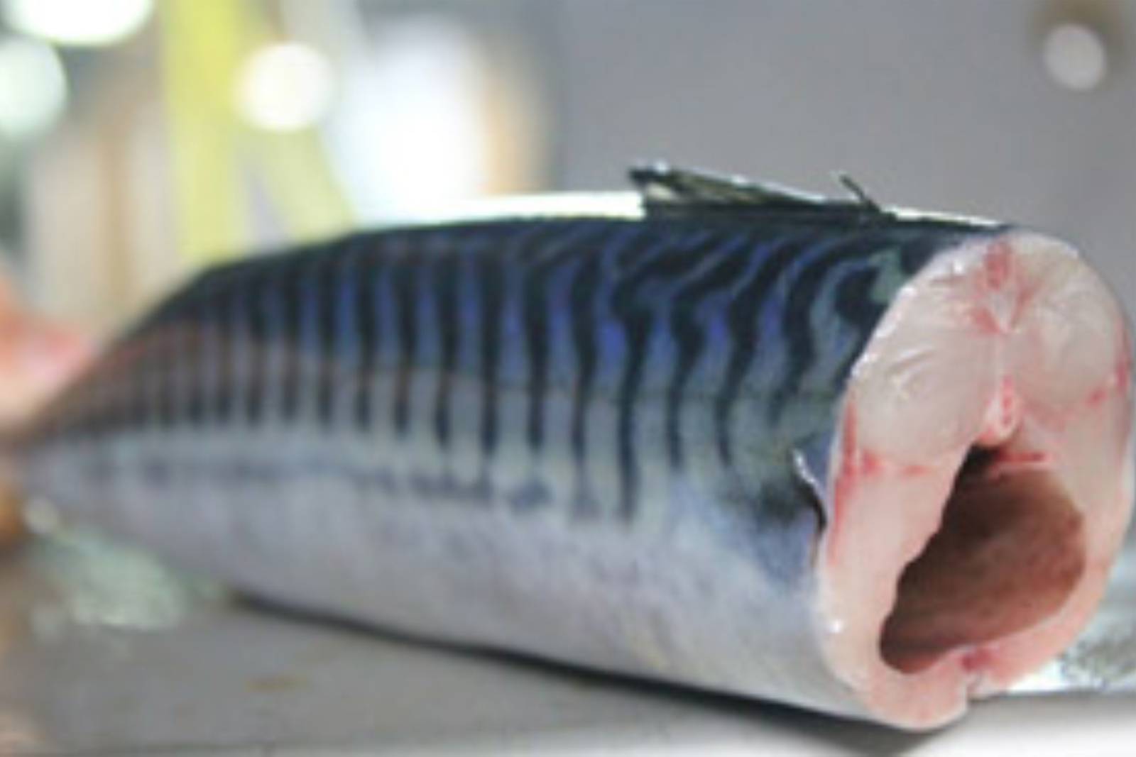 MACKEREL HGT